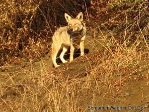 Runyon Canyon coyote