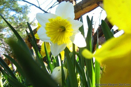daff.jpg