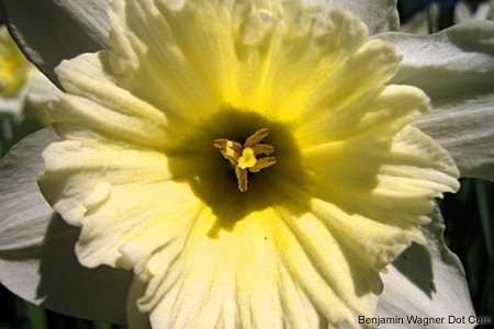 daffodil.jpg