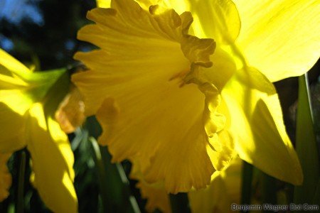 daffodil2.jpg